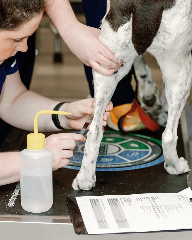 A technician drawing a blood sample from a dog's foreleg before anaesthesia