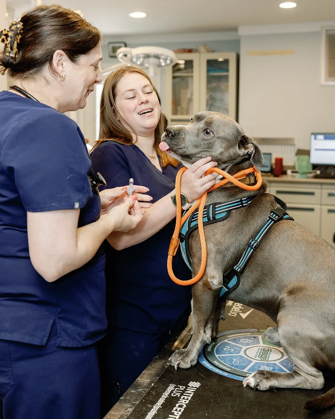 A Noah's Ark veterinarian holding a vaccine while a technician steadies a relaxed dog
