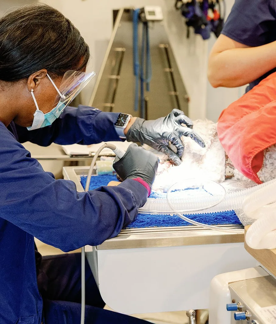 A Noah’s Ark technician in a face shield performing a dental cleaning on a sedated dog