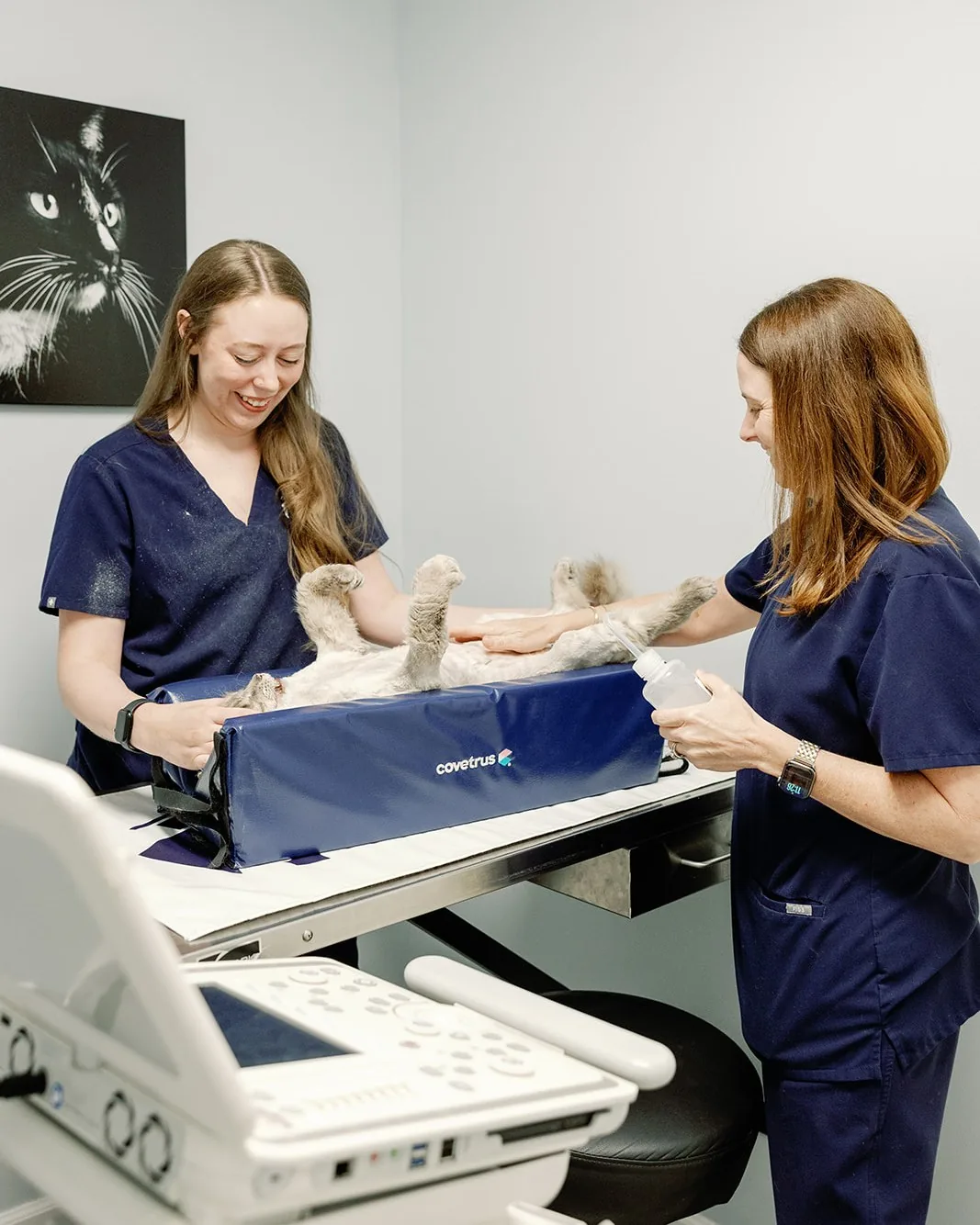 Two Noah's Ark technicians running an ultrasound scan on a calm cat