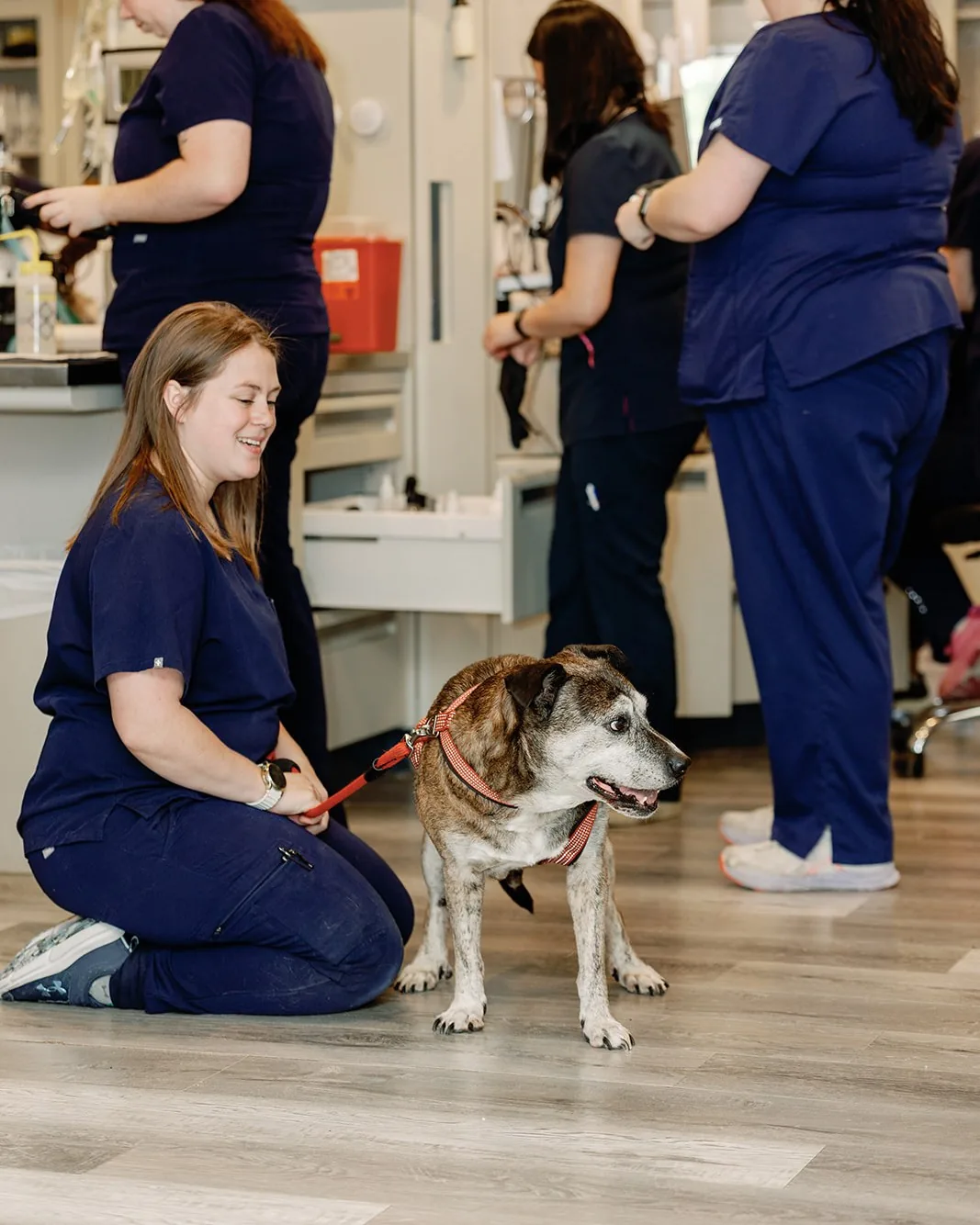 A Noah's Ark technician kneeling to steady a grey-muzzled senior dog