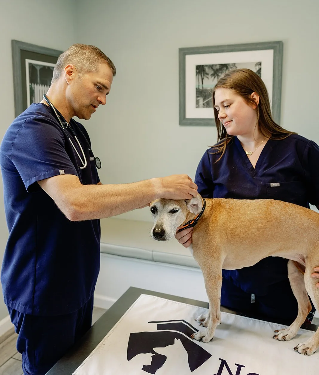 Dr. Sean Sparkman stroking a senior dog’s head during a routine exam while a technician steadies her