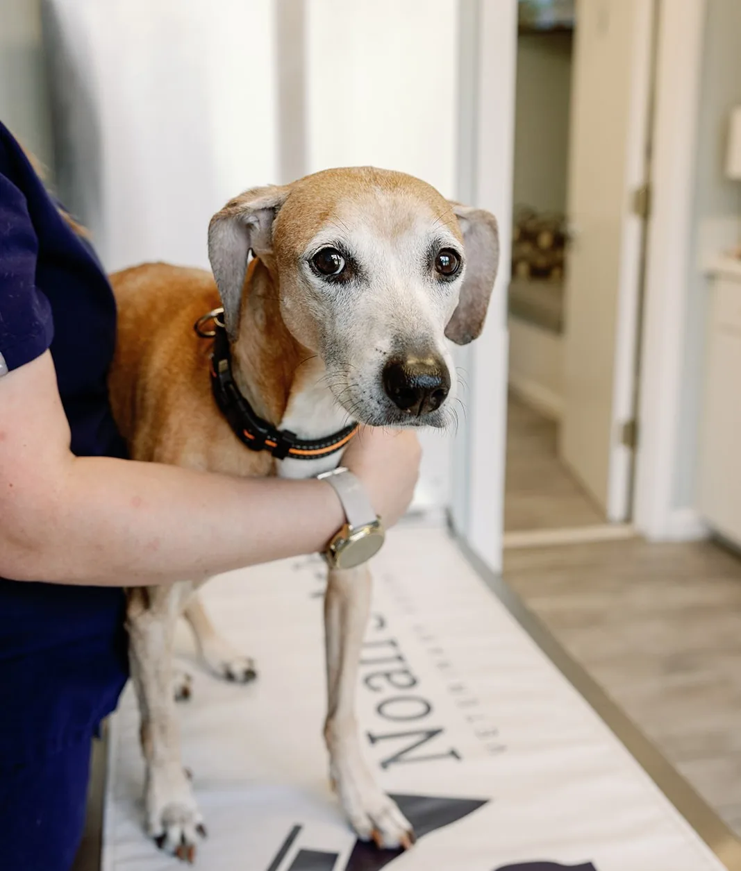 A grey-muzzled senior dog held gently by the collar on the Noah’s Ark exam table