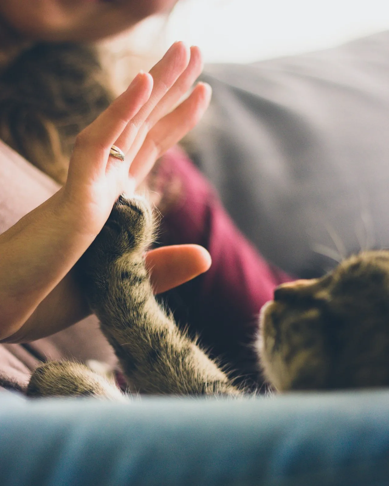 A person’s hand resting gently against a cat’s paw