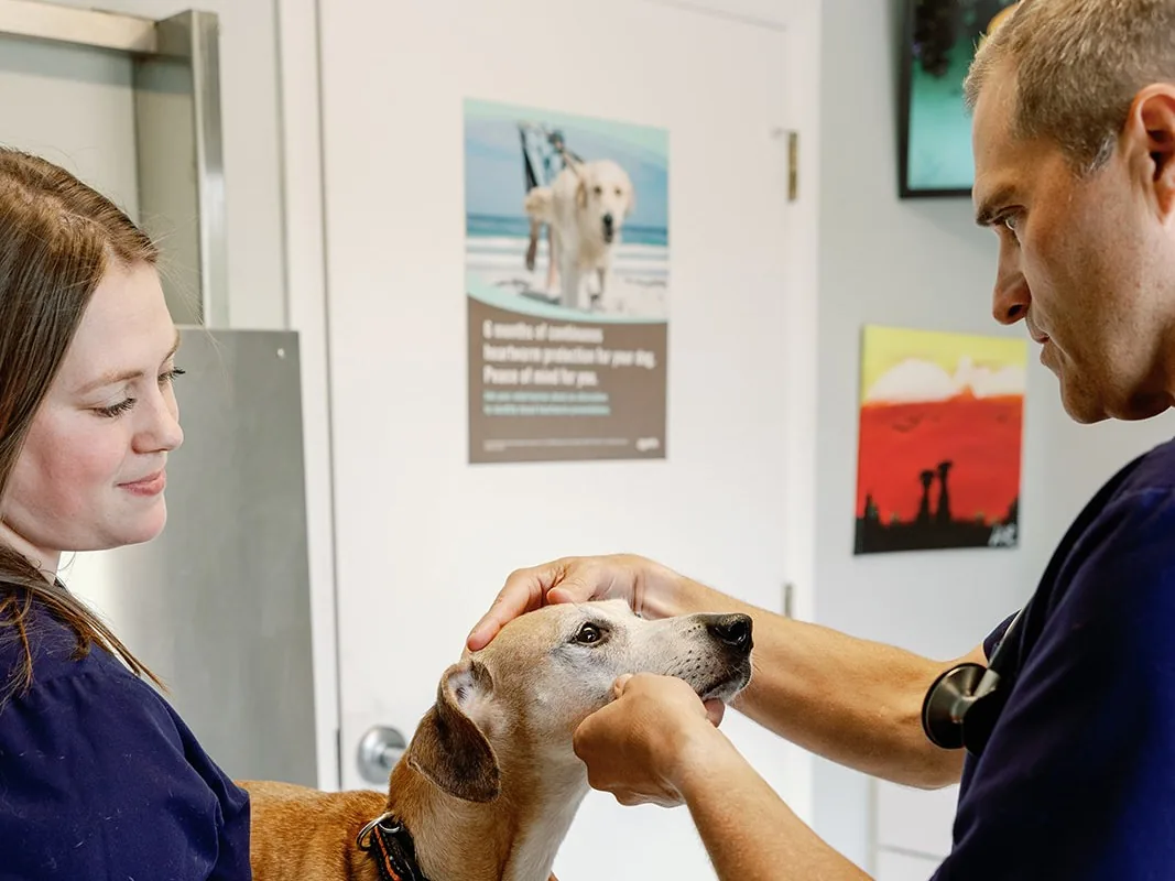 A veterinarian checking a senior dog’s teeth while a technician steadies her