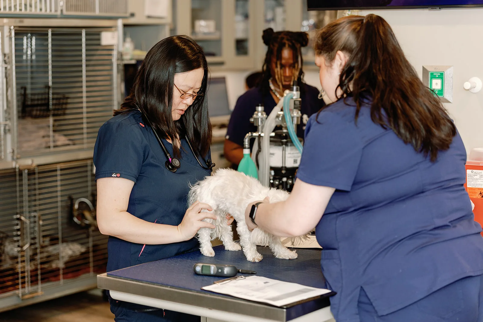 Dr. Jean Pan examining a small white dog during a wellness visit