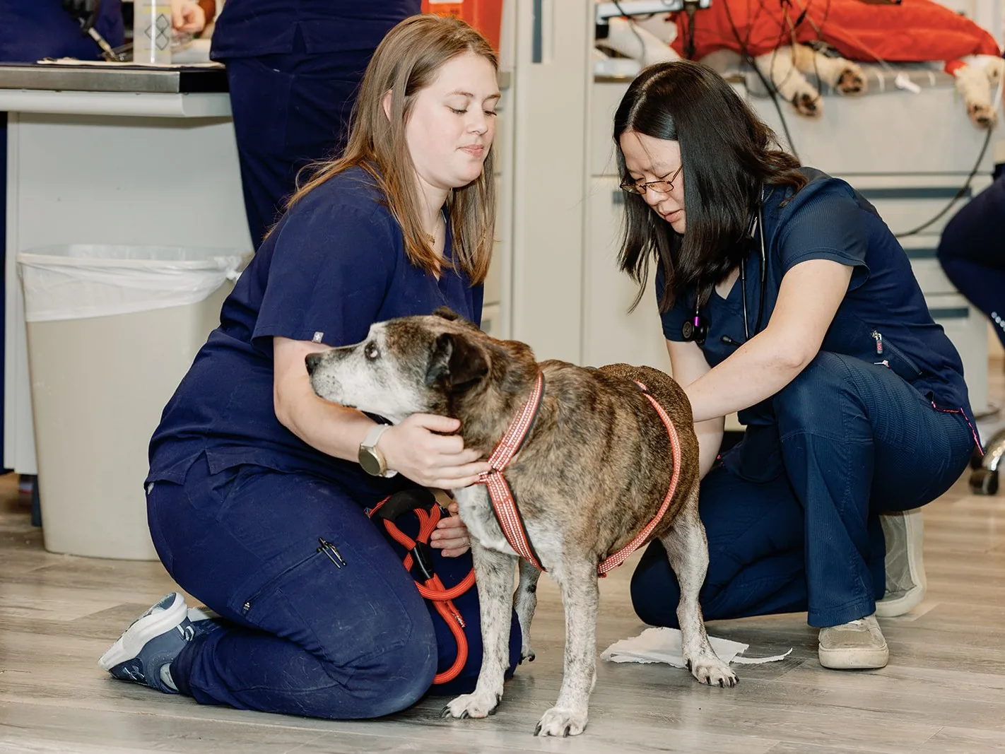 A Noah’s Ark technician comforting a senior dog while a veterinarian examines her