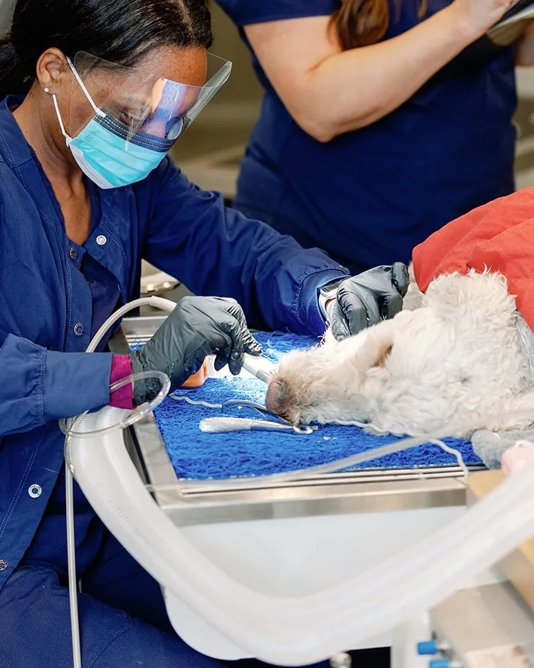A Noah’s Ark technician in a face shield performing a dental procedure on a sedated dog