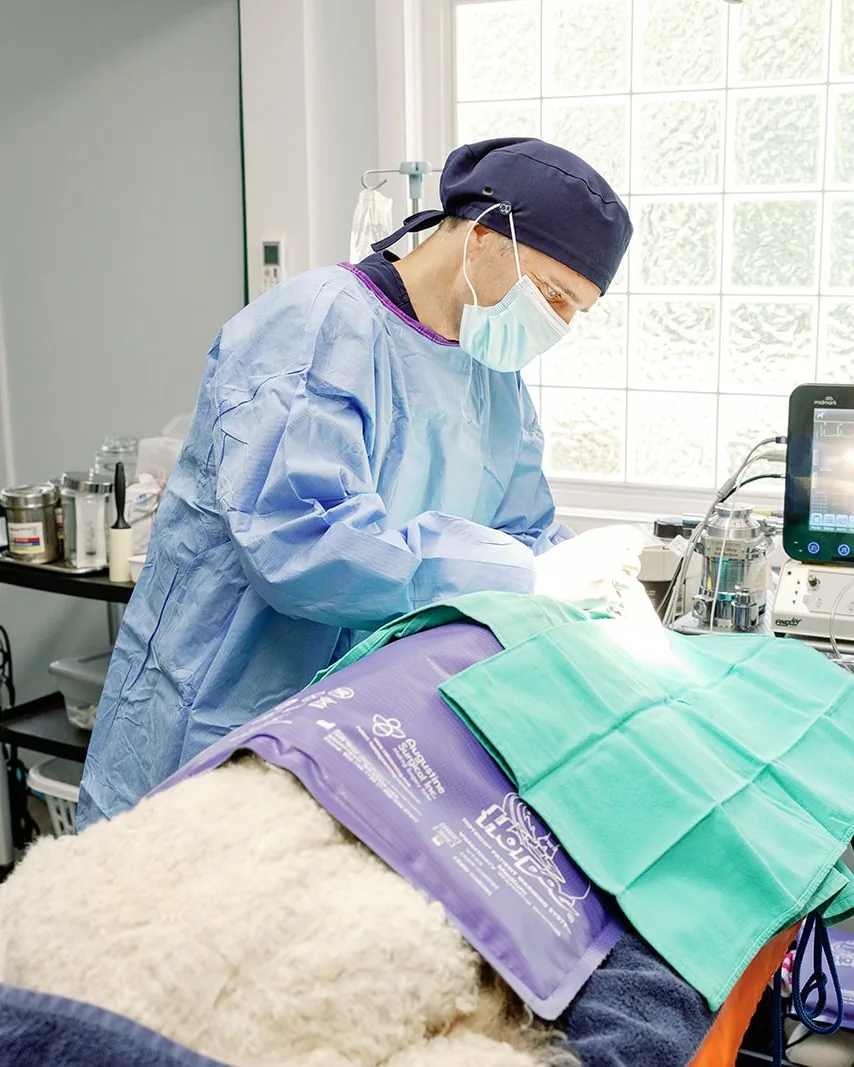 A gowned Noah’s Ark surgeon operating on a draped patient with vitals monitored alongside