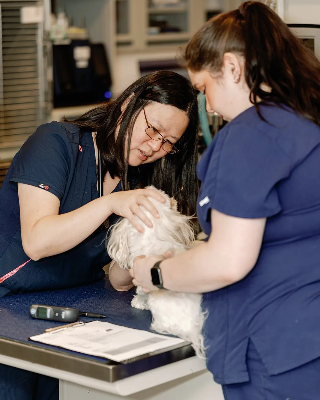 Dr. Jean Pan and a technician examining a small dog in the treatment area