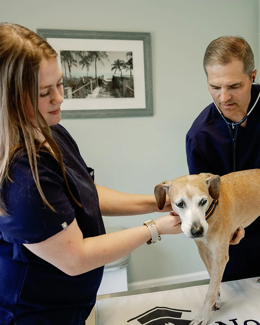 Dr. Sean Sparkman examining a senior dog while a Noah’s Ark technician steadies her