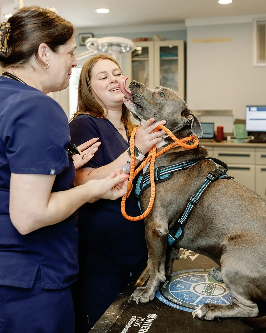 A dog licking a technician's face while she and a colleague laugh