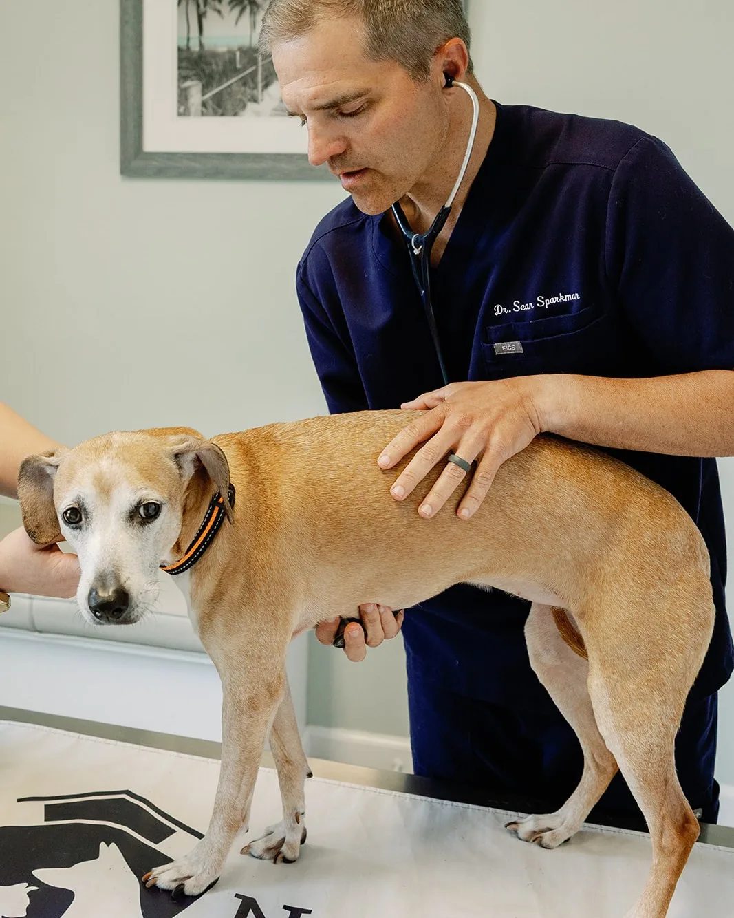 Dr. Sean Sparkman listening to a senior dog's heart during a wellness exam