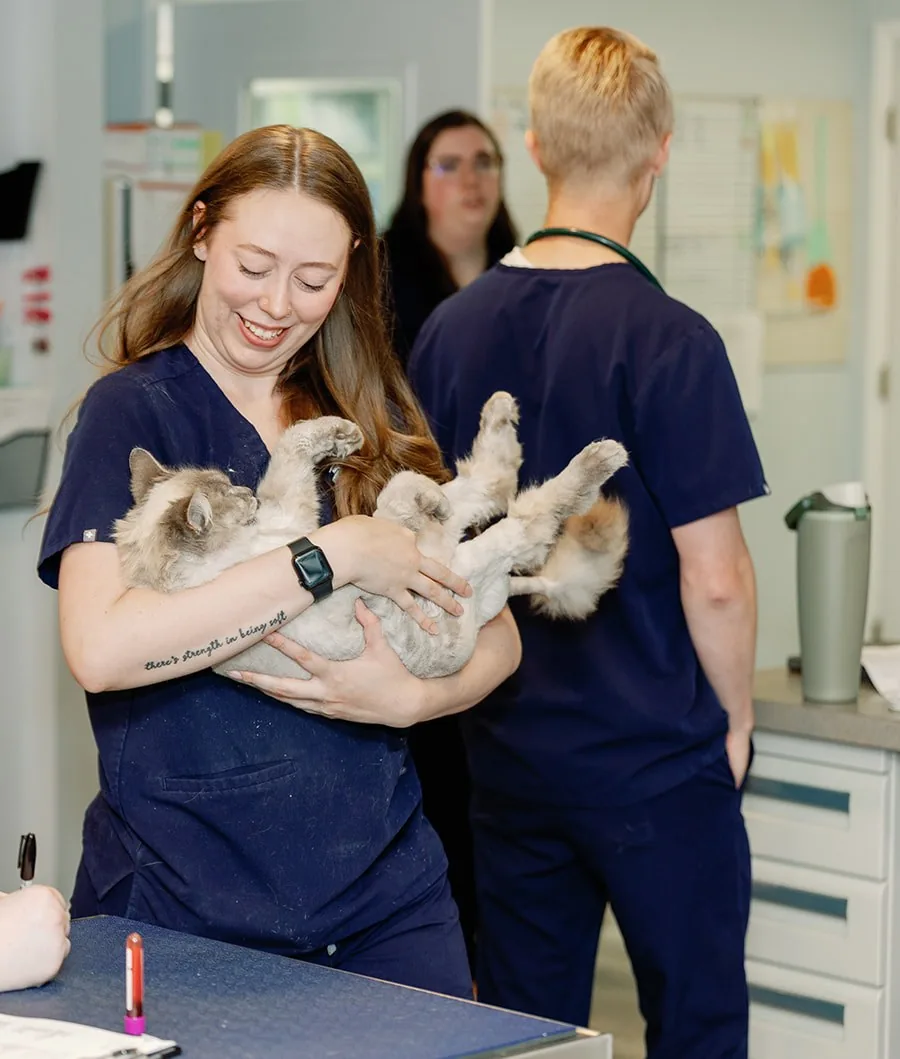 A Noah's Ark technician holding a relaxed cat in her arms