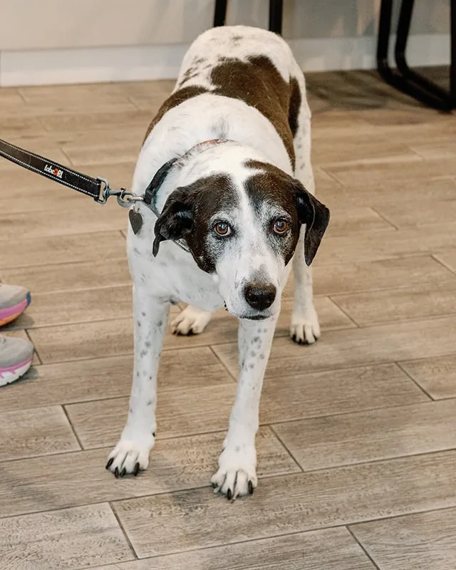 A leashed dog waiting in the Noah's Ark lobby