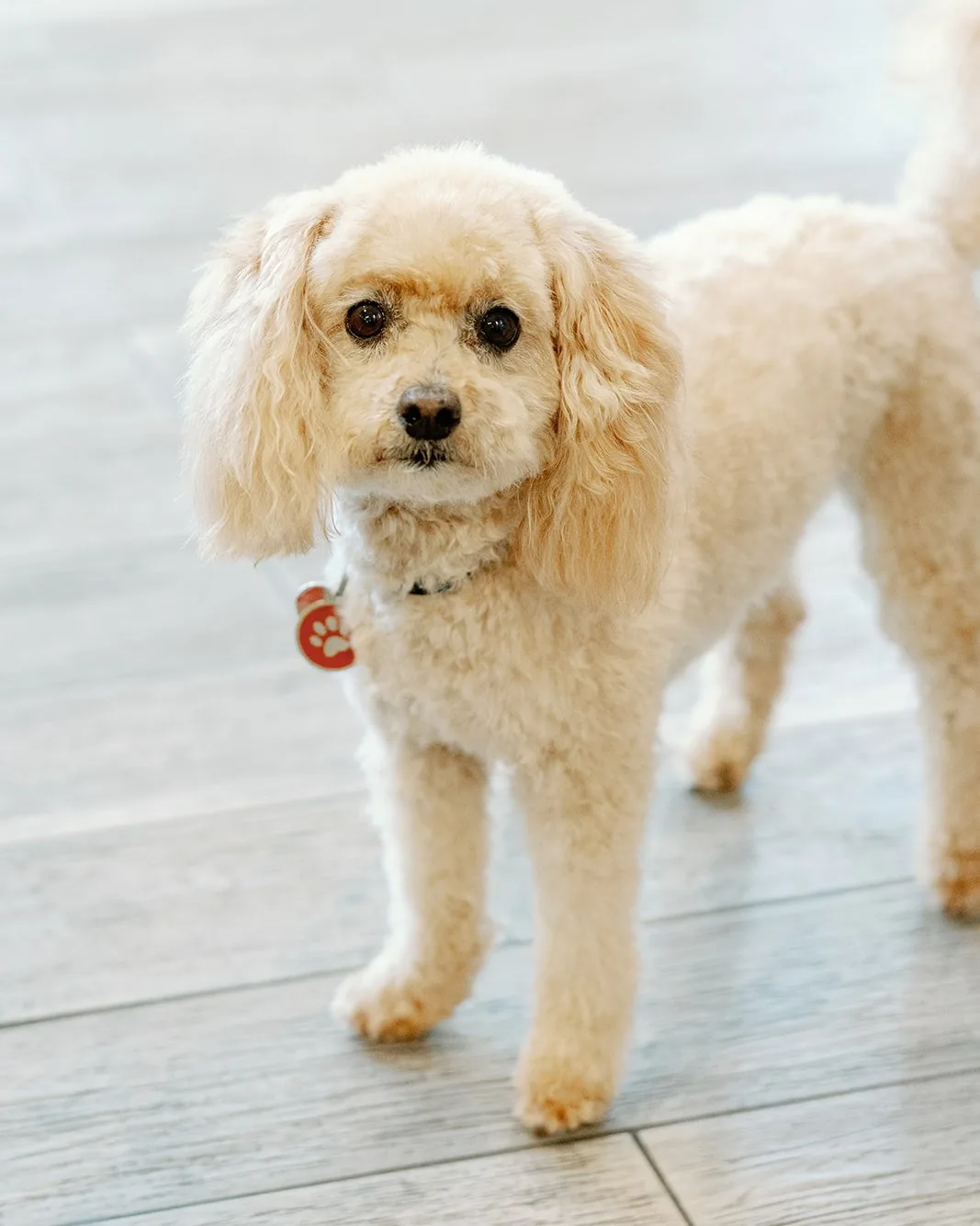 A small apricot poodle standing in the hallway, wearing a collar and ID tag