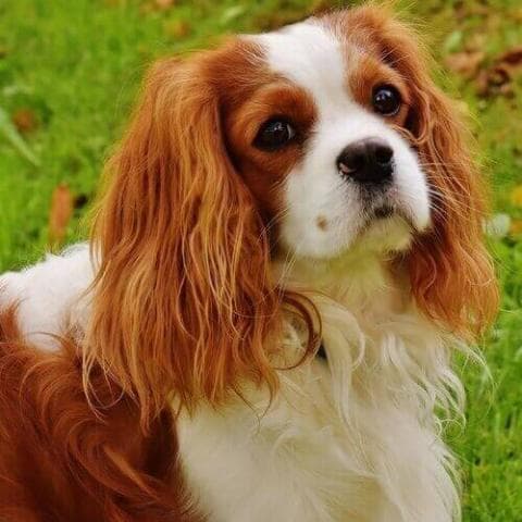 do cavalier king charles spaniels bark a lot