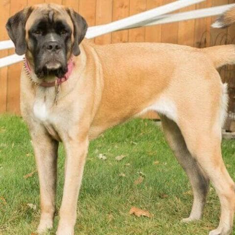 Giant Mixed Breed Dog Info