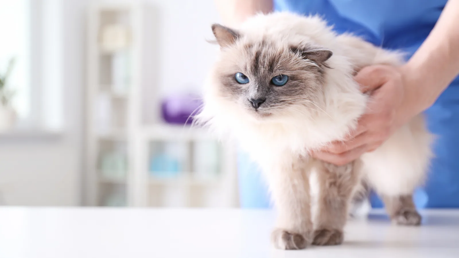 Veterinary staff gently examining a blue-eyed cat on an exam table.