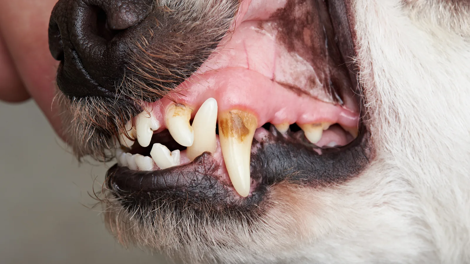 Dog's lips lifted to show tartar buildup and reddened gums.