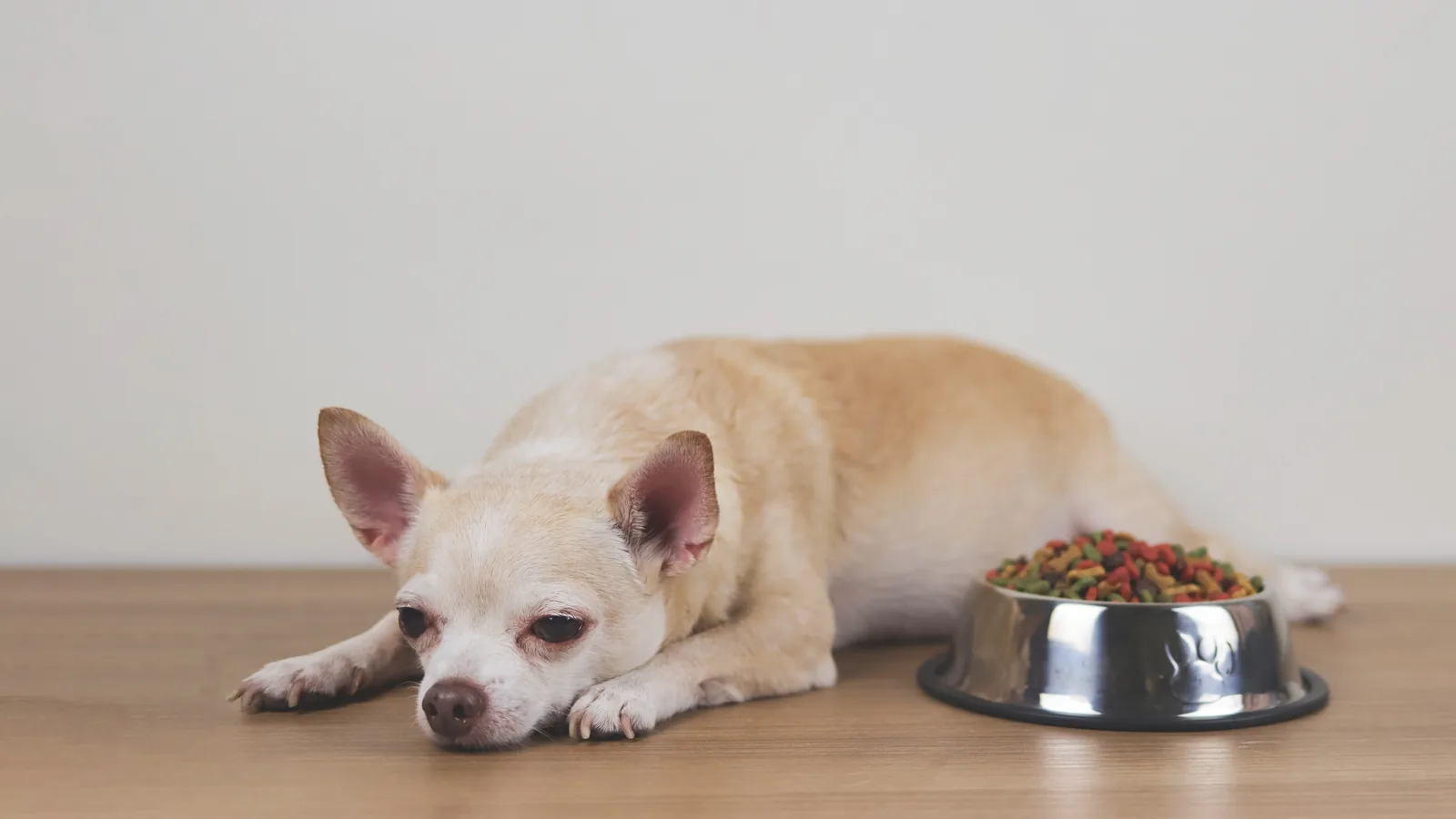 Small dog lying beside a full food bowl, uninterested in eating.
