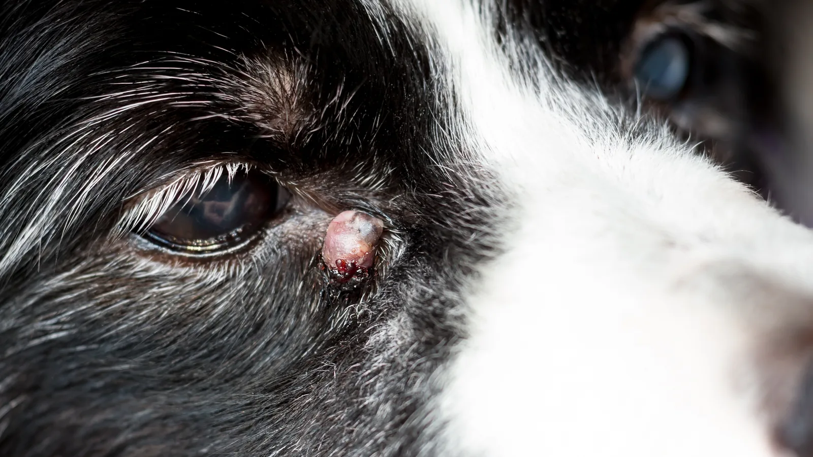 Close-up of a small raised growth near a dog's eyelid.