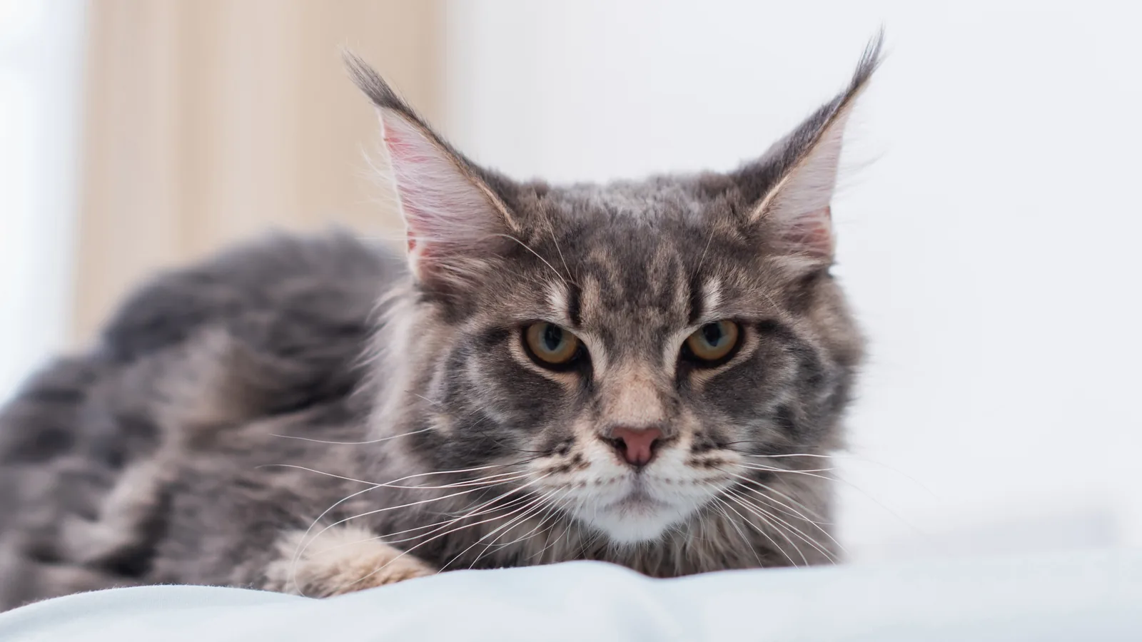 Grey longhaired cat lying down with an irritated expression.