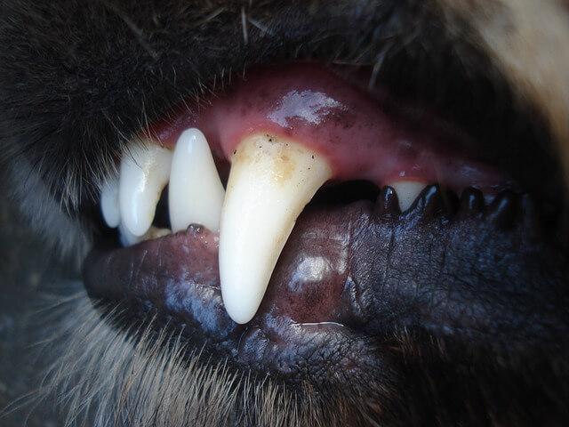 does my dog need teeth cleaning