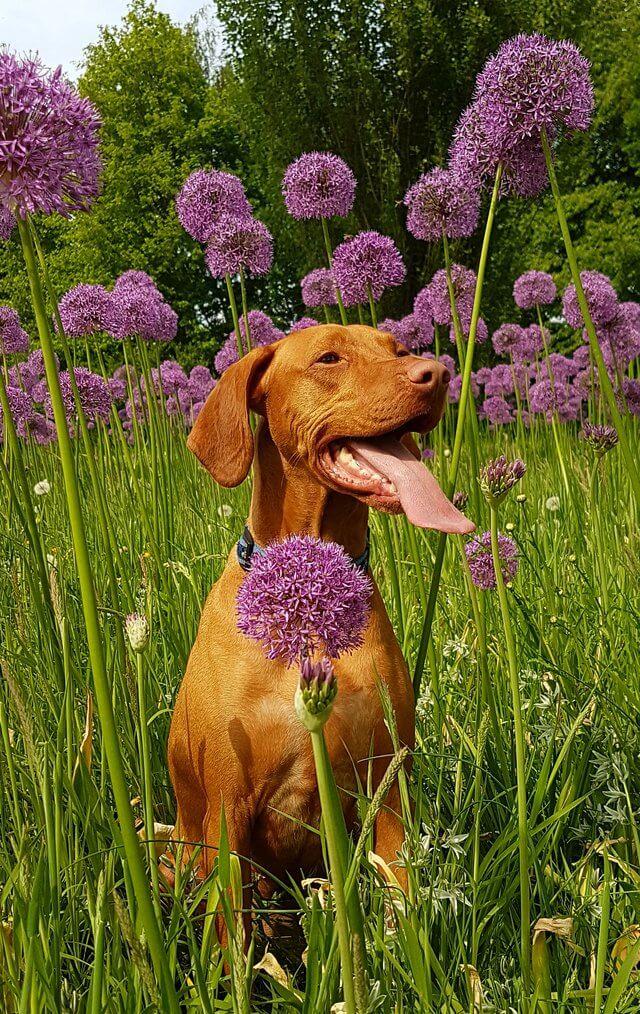 how can you tell if your dog is allergic to grass