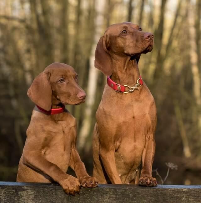 heartworms in puppies