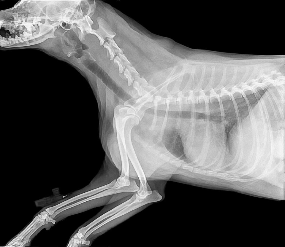 Cost of mri for 2024 dog