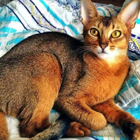 Abyssinian kittens store