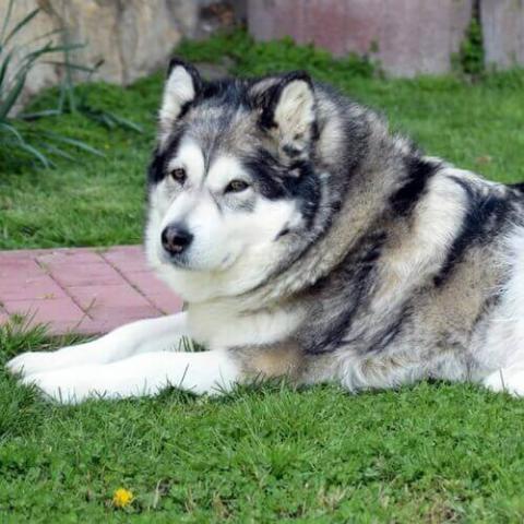 Long coat alaskan sales malamute