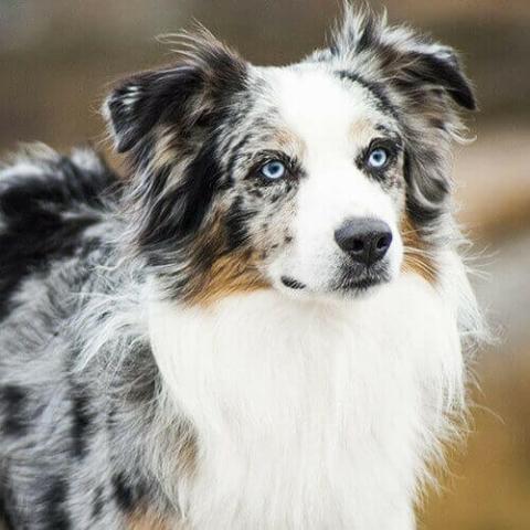 Austrian store herding dog