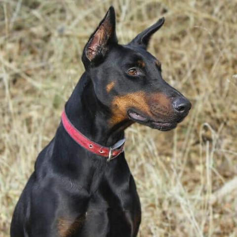 Large pinscher hot sale dog