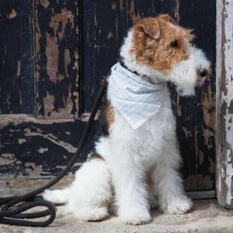 Wire coated hot sale terrier