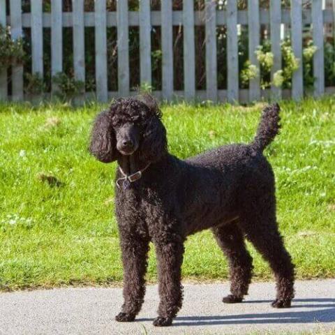 Standard Poodle | Noah's Ark Veterinary Hospital