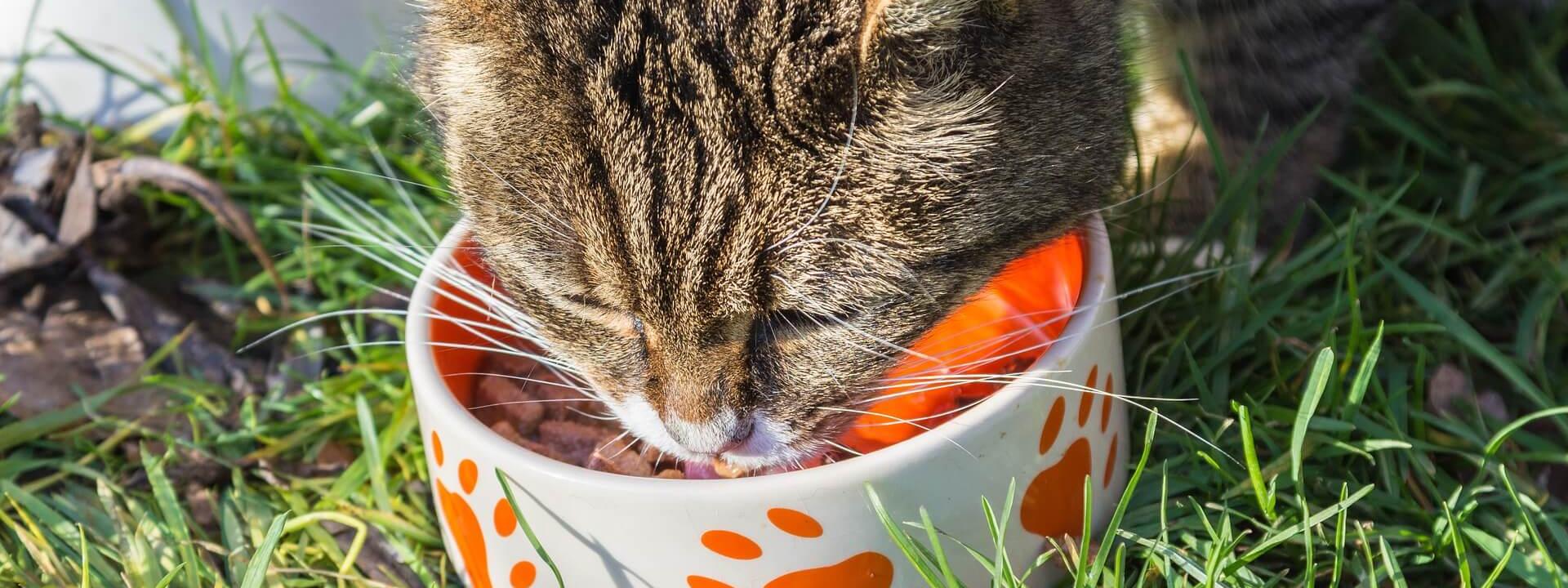 Kitten only outlet eats dry food