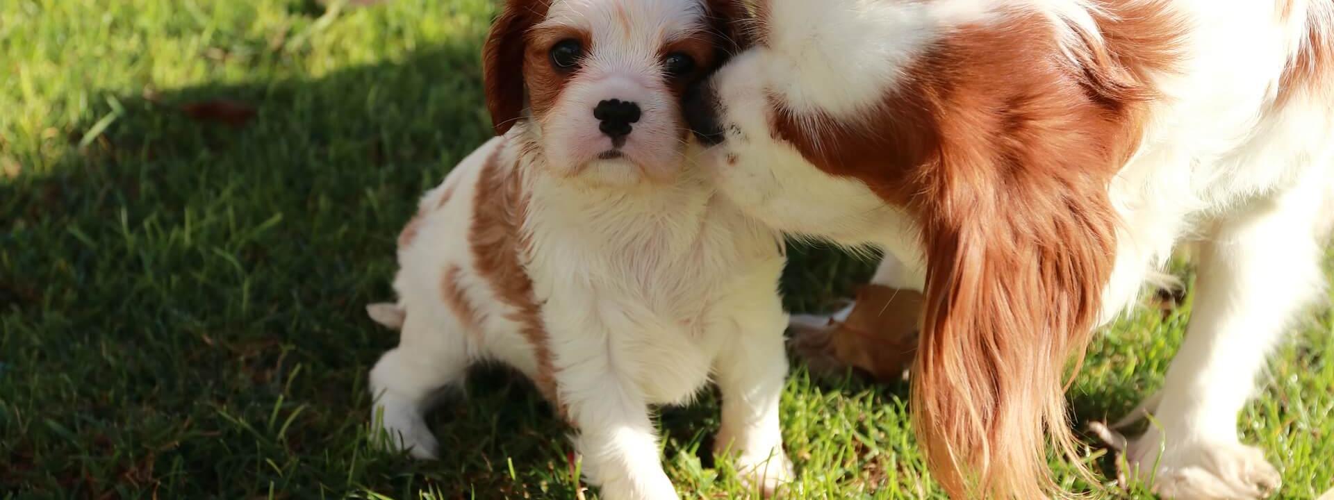 Pregnant best sale dog leaking